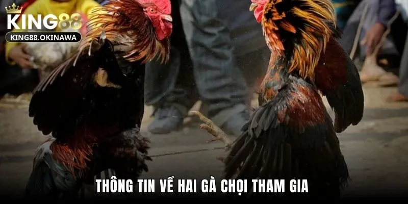 Thông tin về hai gà chọi tham gia
