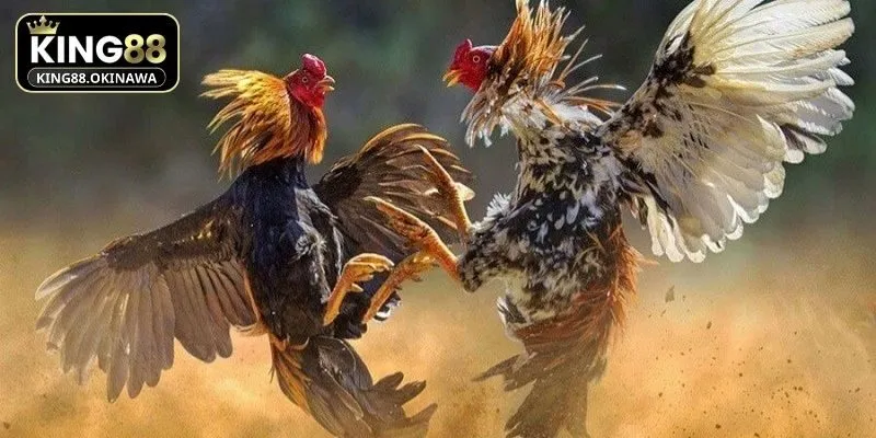Đá Gà Chọi - Mẹo Chơi Thắng Đậm Cho Hội Viên Tại King88