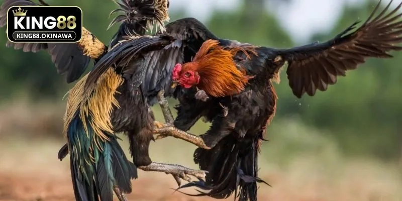 Giới thiệu về đá gà chọi tại King88