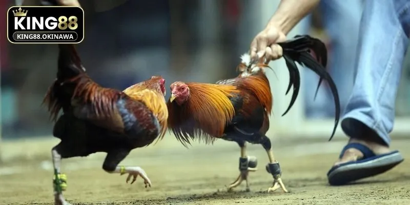 Hội viên tại King88 có thể xem lịch sử đấu của chiến kê